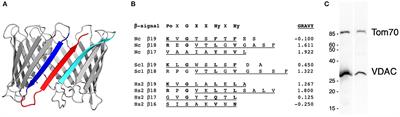 A C-Terminally Truncated Variant of Neurospora crassa VDAC Assembles Into a Partially Functional Form in the Mitochondrial Outer Membrane and Forms Multimers in vitro